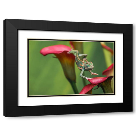 Veiled chameleon Black Modern Wood Framed Art Print with Double Matting by Jones, Adam