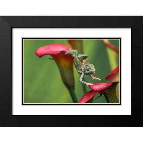 Veiled chameleon Black Modern Wood Framed Art Print with Double Matting by Jones, Adam
