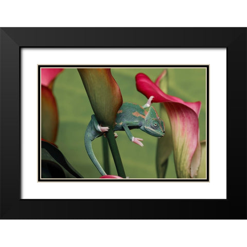 Veiled chameleon Black Modern Wood Framed Art Print with Double Matting by Jones, Adam