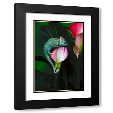 Veiled chameleon Black Modern Wood Framed Art Print with Double Matting by Jones, Adam