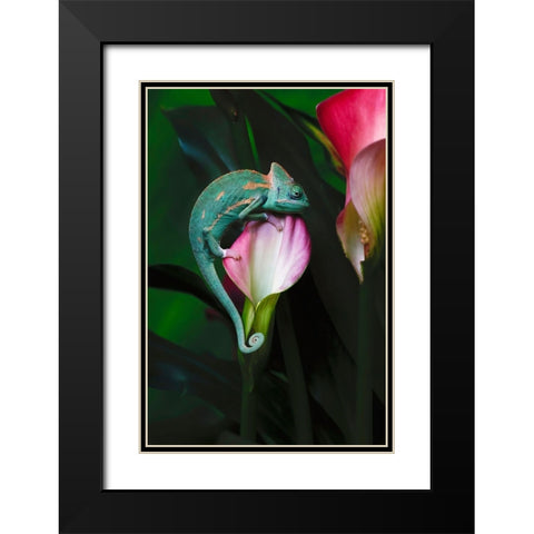 Veiled chameleon Black Modern Wood Framed Art Print with Double Matting by Jones, Adam