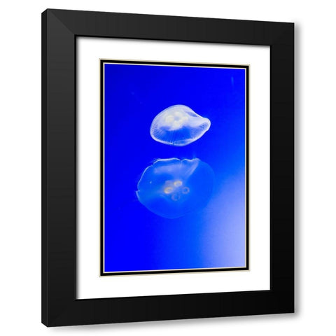 Graceful Jellyfish in Aquarium Black Modern Wood Framed Art Print with Double Matting by Miller, Anna