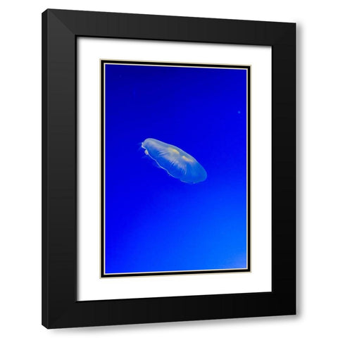 Graceful Jellyfish in Aquarium Black Modern Wood Framed Art Print with Double Matting by Miller, Anna