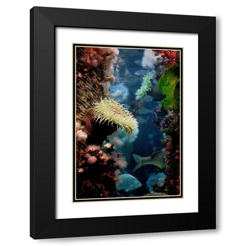 Anemones growing on wood pier pilings Black Modern Wood Framed Art Print with Double Matting by Miller, Anna