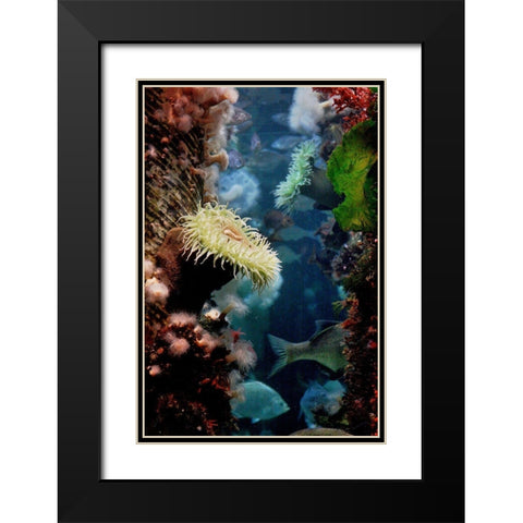 Anemones growing on wood pier pilings Black Modern Wood Framed Art Print with Double Matting by Miller, Anna