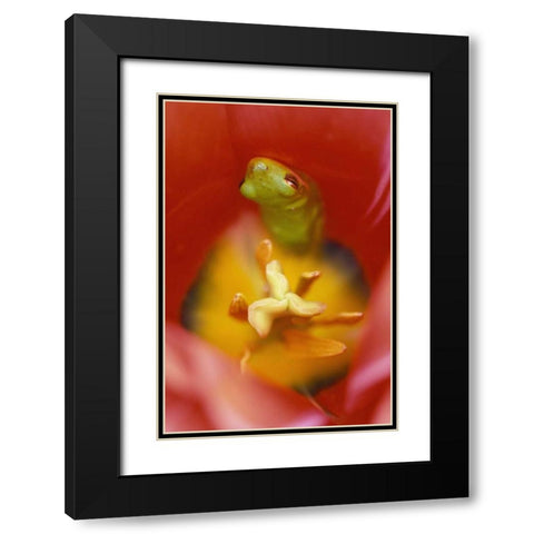 Frog In Tulip Black Modern Wood Framed Art Print with Double Matting by Rotenberg, Nancy