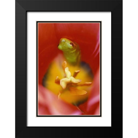 Frog In Tulip Black Modern Wood Framed Art Print with Double Matting by Rotenberg, Nancy