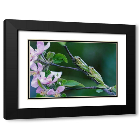 Two Frogs on Branch Black Modern Wood Framed Art Print with Double Matting by Rotenberg, Nancy