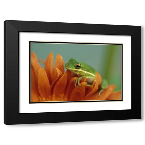 Green Tree Frog on Flower in garden Black Modern Wood Framed Art Print with Double Matting by Rotenberg, Nancy