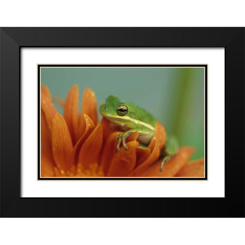 Green Tree Frog on Flower in garden Black Modern Wood Framed Art Print with Double Matting by Rotenberg, Nancy