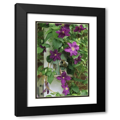 Wren in birdhouse in clematis vine Black Modern Wood Framed Art Print with Double Matting by Rotenberg, Nancy