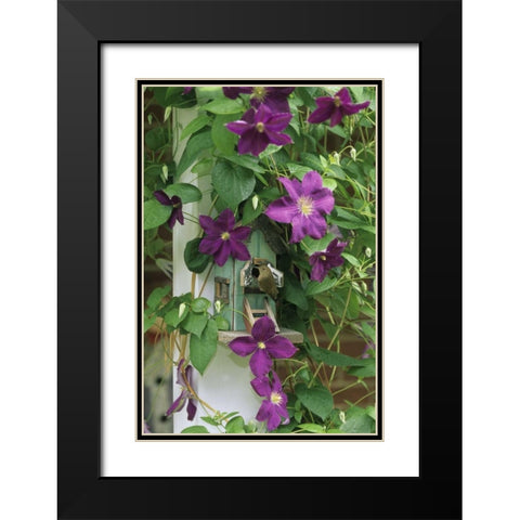 Wren in birdhouse in clematis vine Black Modern Wood Framed Art Print with Double Matting by Rotenberg, Nancy
