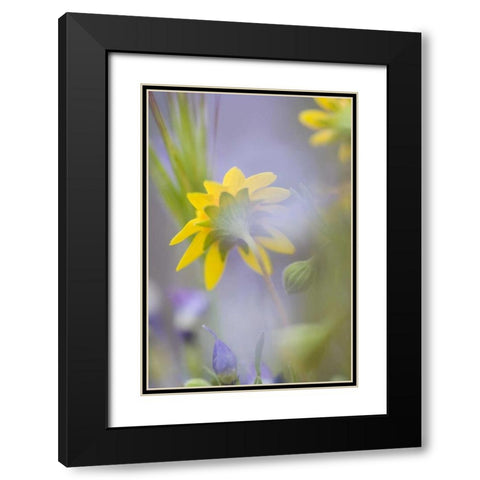 Close-up of wildflowers Black Modern Wood Framed Art Print with Double Matting by Anon, Ellen