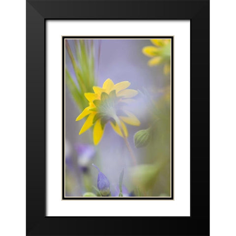 Close-up of wildflowers Black Modern Wood Framed Art Print with Double Matting by Anon, Ellen