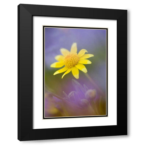 Soft focus of yellow flower among purple flowers Black Modern Wood Framed Art Print with Double Matting by Anon, Ellen