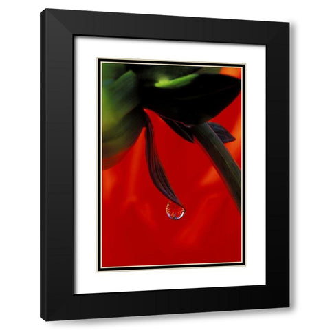 Red dahlia in a dew drop Black Modern Wood Framed Art Print with Double Matting by Kirkland, Dennis