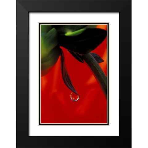 Red dahlia in a dew drop Black Modern Wood Framed Art Print with Double Matting by Kirkland, Dennis