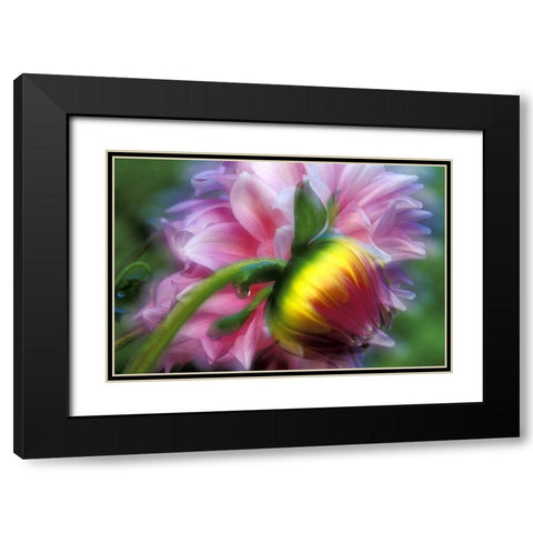 Abstract of dahlia and bud Black Modern Wood Framed Art Print with Double Matting by Kirkland, Dennis