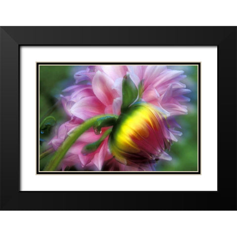 Abstract of dahlia and bud Black Modern Wood Framed Art Print with Double Matting by Kirkland, Dennis