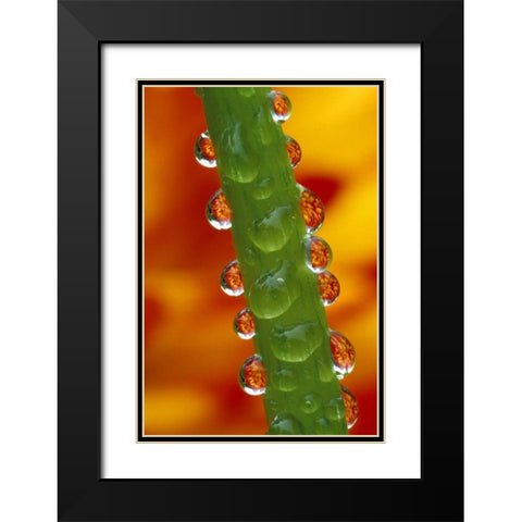 Flowers reflected in dew drops on dahlia stem Black Modern Wood Framed Art Print with Double Matting by Kirkland, Dennis