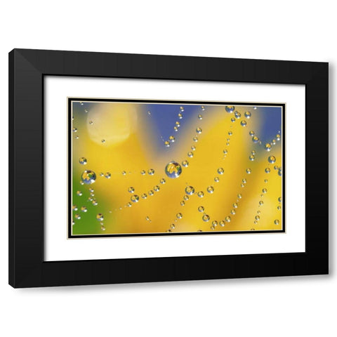 Web with dew reflecting black-eyed Susan flower Black Modern Wood Framed Art Print with Double Matting by Satushek, Steve