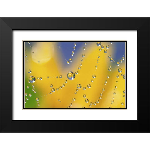 Web with dew reflecting black-eyed Susan flower Black Modern Wood Framed Art Print with Double Matting by Satushek, Steve