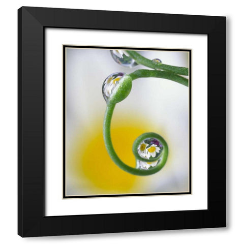 Dew on pea tendril reflecting daisy flowers Black Modern Wood Framed Art Print with Double Matting by Satushek, Steve