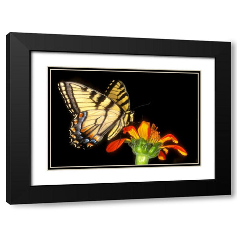 Western tiger swallowtail butterfly on flower Black Modern Wood Framed Art Print with Double Matting by Welling, Dave