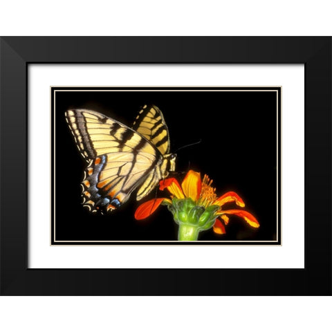 Western tiger swallowtail butterfly on flower Black Modern Wood Framed Art Print with Double Matting by Welling, Dave