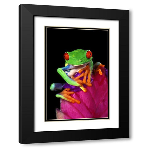 Captive red-eyed tree frog on bromeliad flower Black Modern Wood Framed Art Print with Double Matting by Welling, Dave