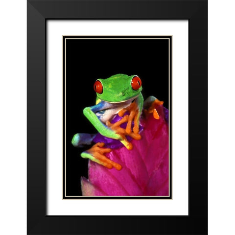 Captive red-eyed tree frog on bromeliad flower Black Modern Wood Framed Art Print with Double Matting by Welling, Dave