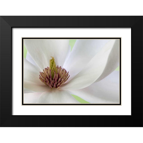 Detail of magnolia flower Black Modern Wood Framed Art Print with Double Matting by Paulson, Don