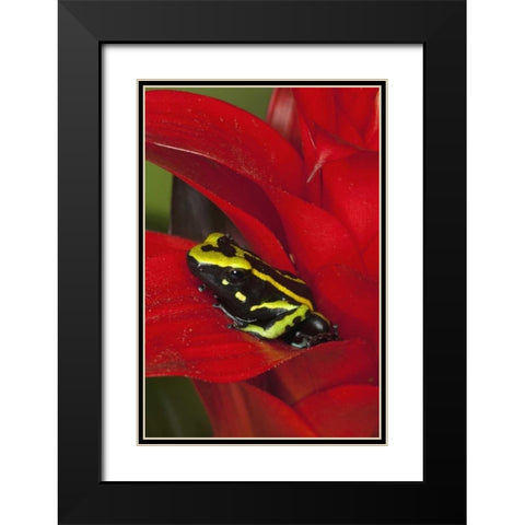 Amazon Basin Three-stripe dart frog Black Modern Wood Framed Art Print with Double Matting by Flaherty, Dennis