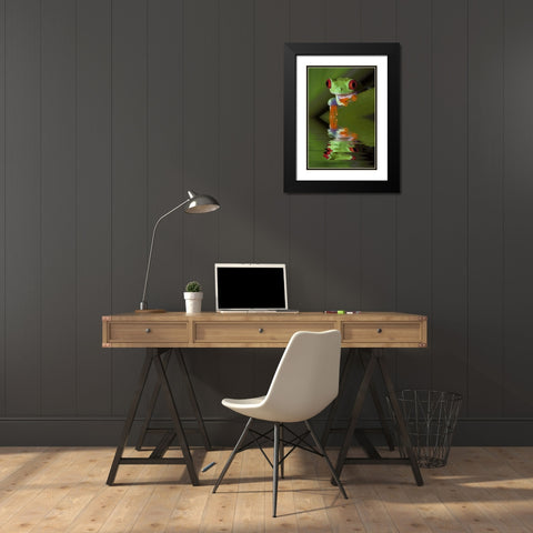 Reflection of red-eyed tree frog in water Black Modern Wood Framed Art Print with Double Matting by Flaherty, Dennis