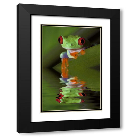 Reflection of red-eyed tree frog in water Black Modern Wood Framed Art Print with Double Matting by Flaherty, Dennis