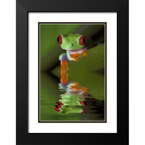 Reflection of red-eyed tree frog in water Black Modern Wood Framed Art Print with Double Matting by Flaherty, Dennis