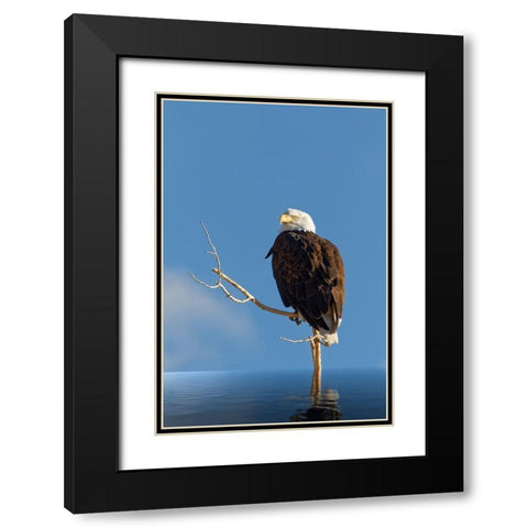 Composite of bald eagle on branch protruding from water Black Modern Wood Framed Art Print with Double Matting by Jaynes Gallery