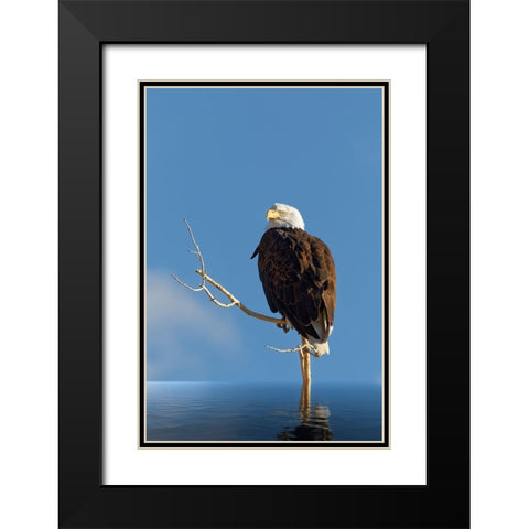 Composite of bald eagle on branch protruding from water Black Modern Wood Framed Art Print with Double Matting by Jaynes Gallery