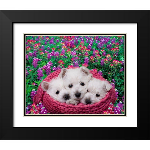 West highland white terrier puppies in basket Black Modern Wood Framed Art Print with Double Matting by Jaynes Gallery
