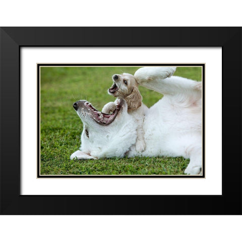 Cocker spaniel puppy and great Pyrenees dogs playing Black Modern Wood Framed Art Print with Double Matting by Jaynes Gallery