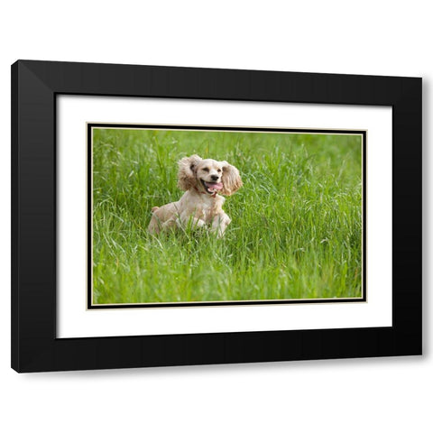 Cocker spaniel running in tall grass Black Modern Wood Framed Art Print with Double Matting by Jaynes Gallery