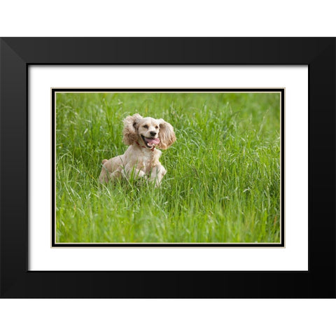 Cocker spaniel running in tall grass Black Modern Wood Framed Art Print with Double Matting by Jaynes Gallery