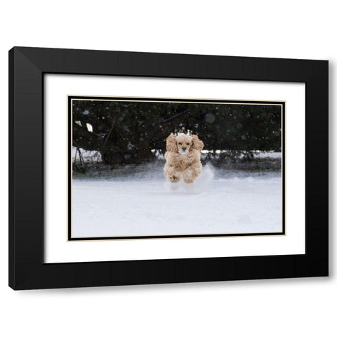 Cocker spaniel running in snow Black Modern Wood Framed Art Print with Double Matting by Jaynes Gallery