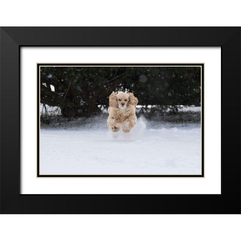 Cocker spaniel running in snow Black Modern Wood Framed Art Print with Double Matting by Jaynes Gallery