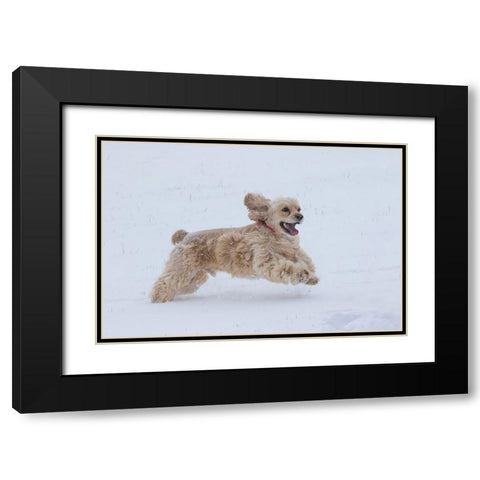 Cocker spaniel running in snow Black Modern Wood Framed Art Print with Double Matting by Jaynes Gallery