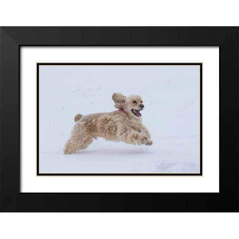 Cocker spaniel running in snow Black Modern Wood Framed Art Print with Double Matting by Jaynes Gallery