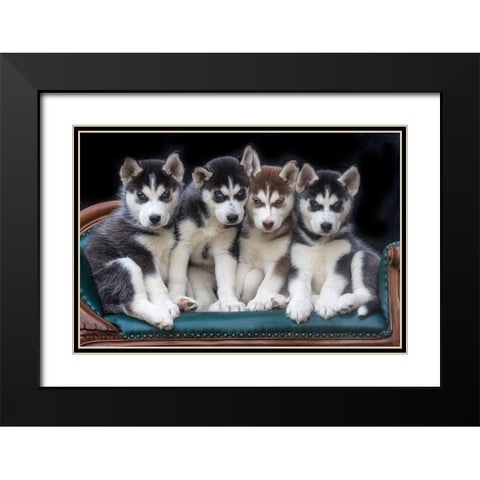 Siberian husky puppies on couch Black Modern Wood Framed Art Print with Double Matting by Jaynes Gallery