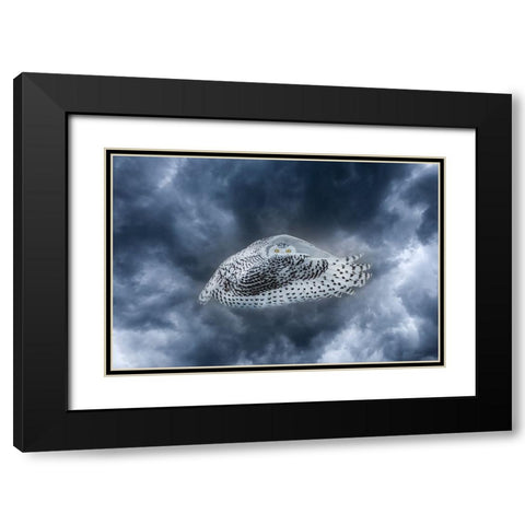 Canada-Composite of female snowy owl in flight Black Modern Wood Framed Art Print with Double Matting by Jaynes Gallery