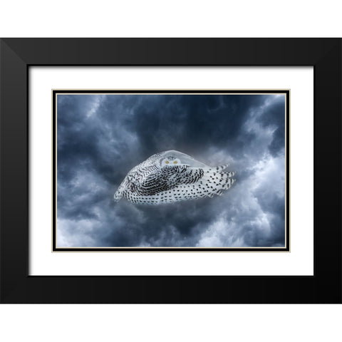 Canada-Composite of female snowy owl in flight Black Modern Wood Framed Art Print with Double Matting by Jaynes Gallery