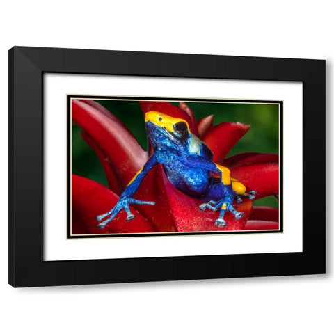 Close-up of poison dart frog on plant. Black Modern Wood Framed Art Print with Double Matting by Jaynes Gallery